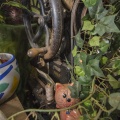 20160716_D725874_.jpg